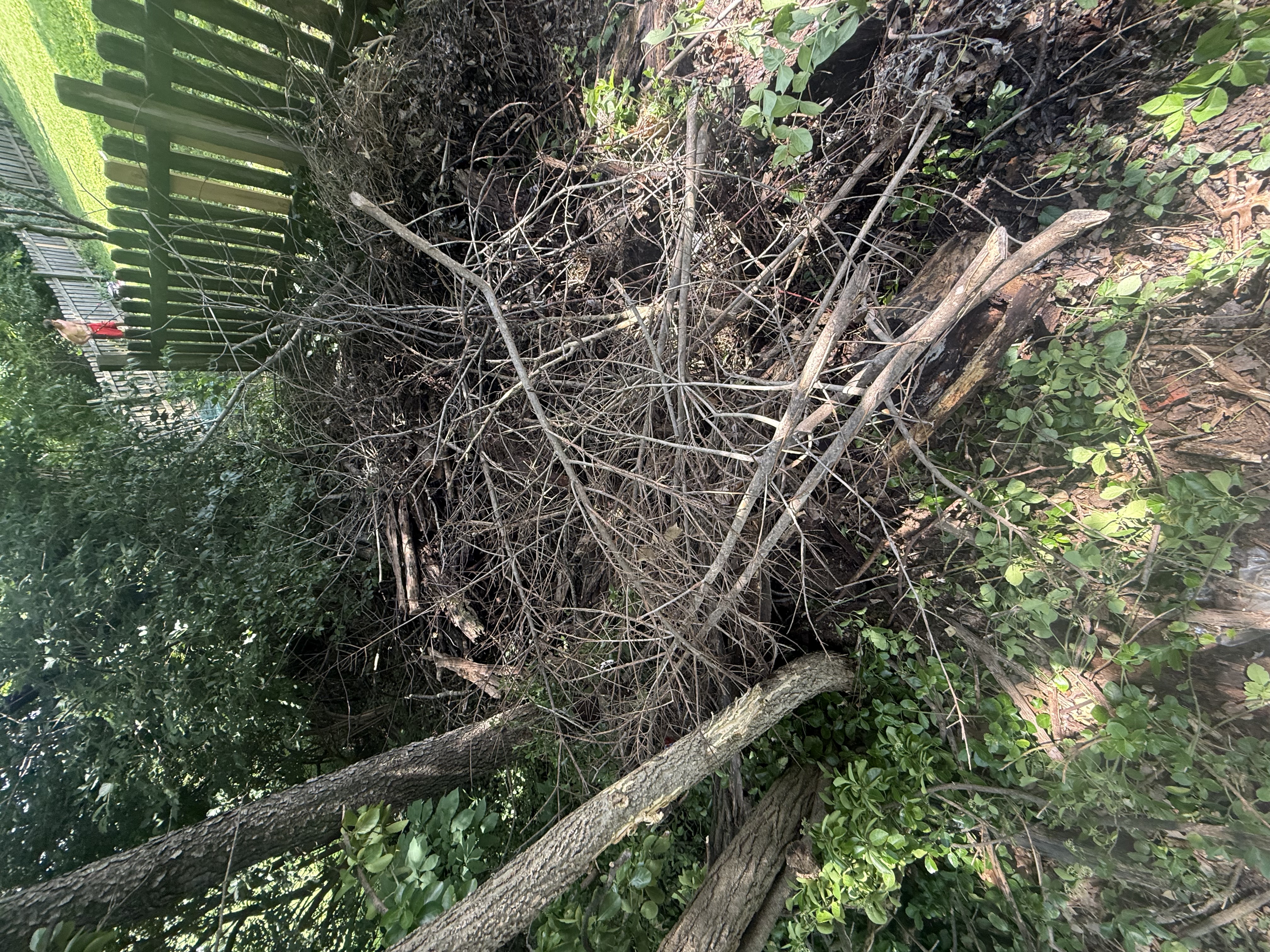 Cleared root and brush pile