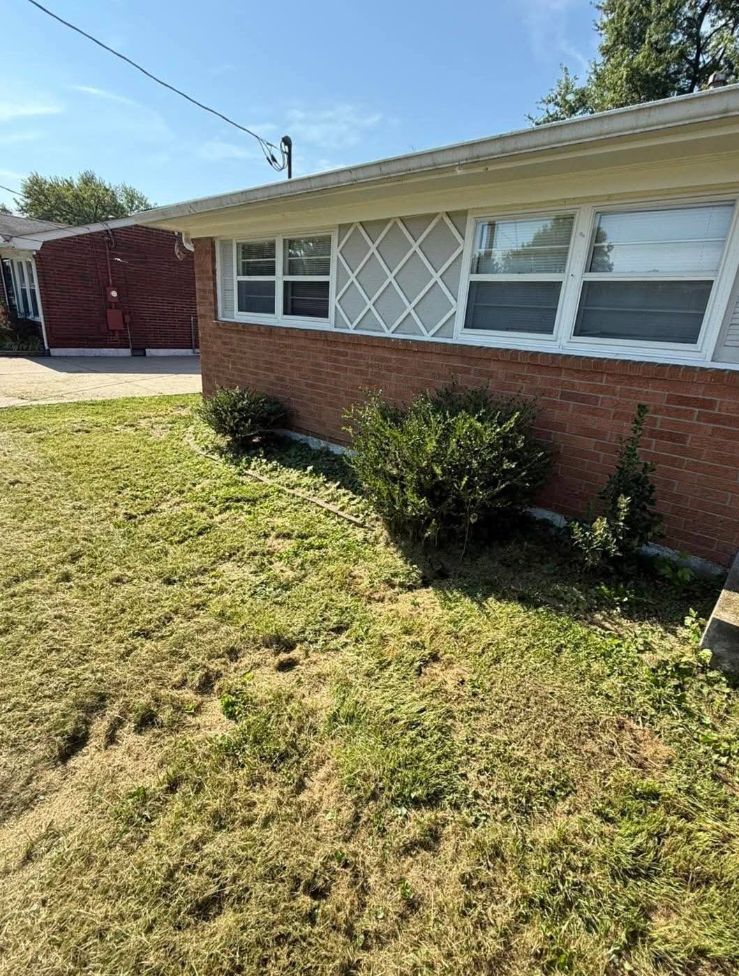 Overgrown shrubs before trimming