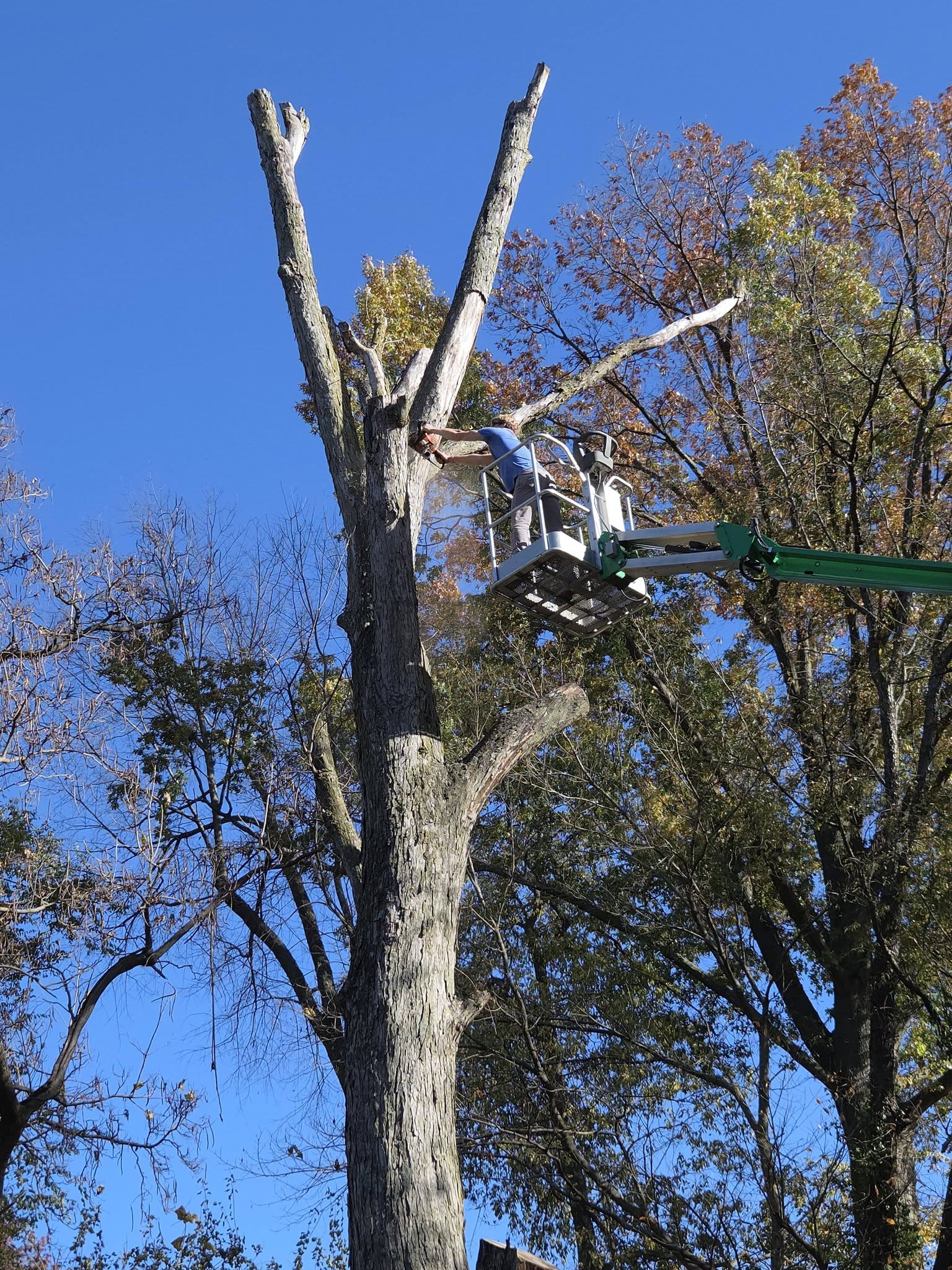 Tree service project