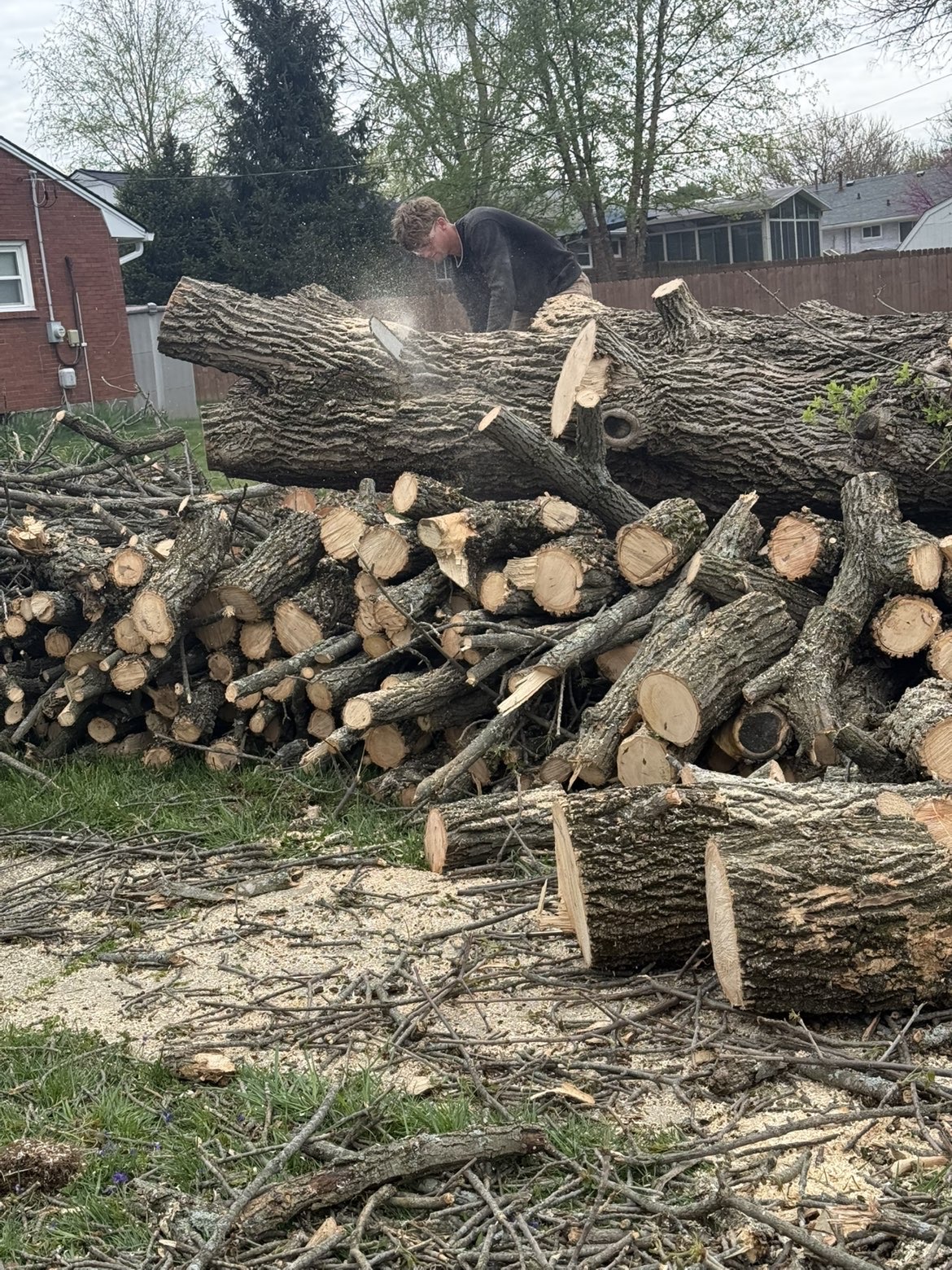 Tree service project